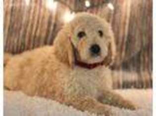 Labradoodle Puppy for sale in Spanaway, WA, USA