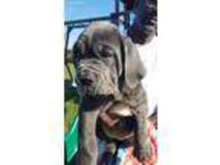 Neapolitan Mastiff Puppy for sale in Lincoln, DE, USA