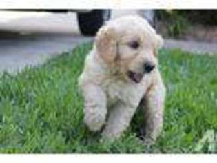 Goldendoodle Puppy for sale in CASSELBERRY, FL, USA