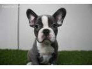 French Bulldog Puppy for sale in Pflugerville, TX, USA