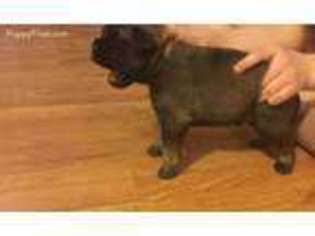 Bullmastiff Puppy for sale in Smiths Station, AL, USA
