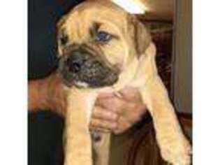 Valley Bulldog Puppy for sale in Lake City, FL, USA