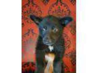 German Shepherd Dog Puppy for sale in Scranton, PA, USA