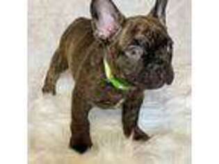 French Bulldog Puppy for sale in Meridian, ID, USA