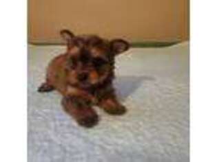 Yorkshire Terrier Puppy for sale in Riesel, TX, USA