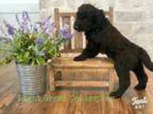 Labradoodle Puppy for sale in Cleveland, TX, USA