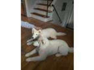 Siberian Husky Puppy for sale in Mamaroneck, NY, USA