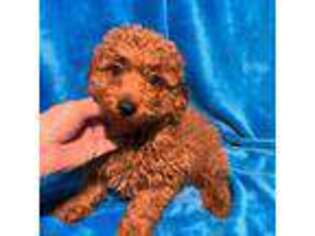 Mutt Puppy for sale in Tuscumbia, AL, USA