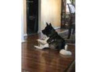 Akita Puppy for sale in Middletown, DE, USA