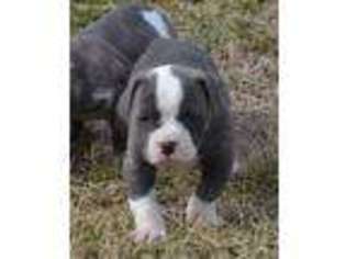 American Bulldog Puppy for sale in Salem, MO, USA