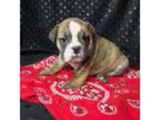 Bulldog Puppy for sale in Centralia, KS, USA