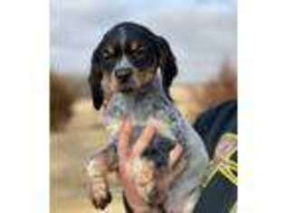 Brittany Puppy for sale in Kensington, KS, USA