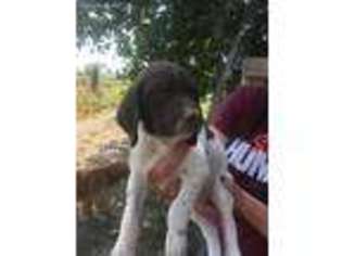 German Shorthaired Pointer Puppy for sale in Montrose, CO, USA