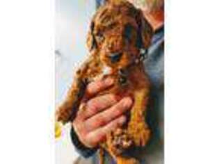 Goldendoodle Puppy for sale in Taylors, SC, USA