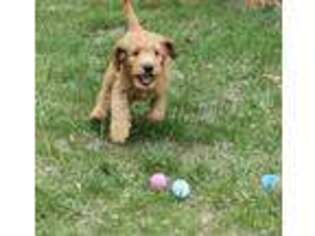 Goldendoodle Puppy for sale in Ocean City, NJ, USA
