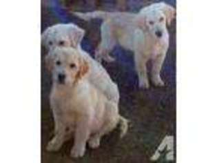Golden Retriever Puppy for sale in MANASSAS, VA, USA