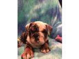 Bulldog Puppy for sale in Arlington, WA, USA