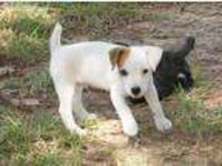 Jack Russell Terrier Puppy for sale in Gladewater, TX, USA