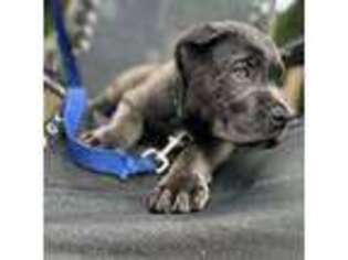 Cane Corso Puppy for sale in Avon, MA, USA