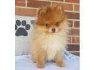 Pomeranian Puppy for sale in Panama, OK, USA