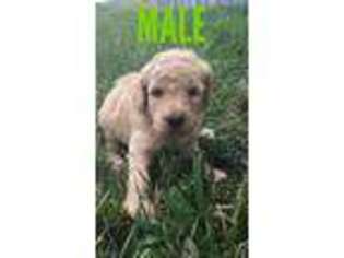 Goldendoodle Puppy for sale in Highland, IL, USA