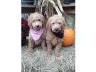 Goldendoodle Puppy for sale in Jasonville, IN, USA