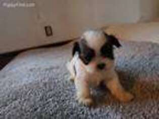 Mutt Puppy for sale in Waukesha, WI, USA