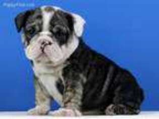 Bulldog Puppy for sale in Clermont, GA, USA