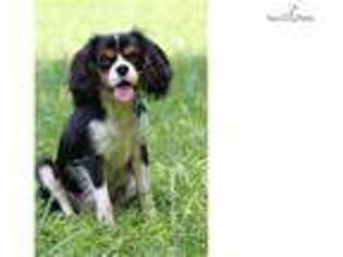 Cavalier King Charles Spaniel Puppy for sale in Winchester, VA, USA