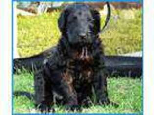 Black Russian Terrier Puppy for sale in Santa Ana, CA, USA