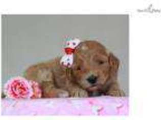 Goldendoodle Puppy for sale in Lexington, KY, USA