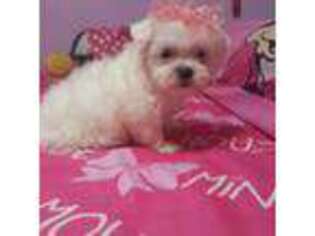 Maltese Puppy for sale in Homestead, FL, USA