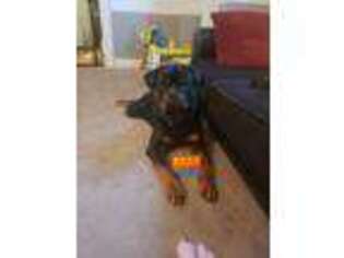 Rottweiler Puppy for sale in Greenfield, IN, USA