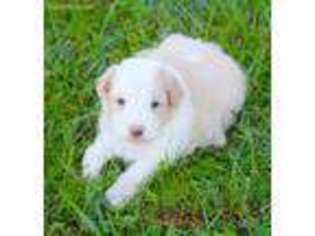 Border Collie Puppy for sale in Braxton, MS, USA