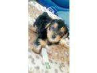 Yorkshire Terrier Puppy for sale in Milwaukee, WI, USA