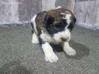 Saint Berdoodle Puppy for sale in Goshen, IN, USA