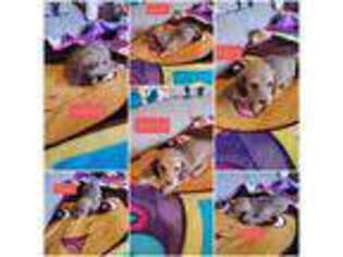 Dachshund Puppy for sale in Hardy, AR, USA
