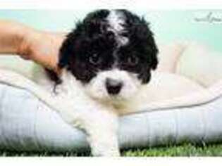 Shih-Poo Puppy for sale in Las Vegas, NV, USA