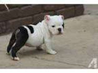 Bulldog Puppy for sale in ELK GROVE, CA, USA