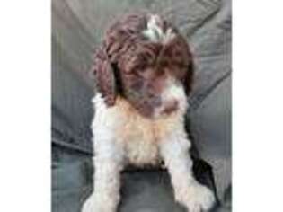 Newfoundland Puppy for sale in Goshen, IN, USA