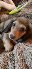 Dachshund Puppy for sale in East Concord, NY, USA