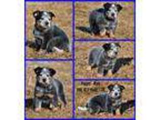 Australian Cattle Dog Puppy for sale in Nelson, MO, USA