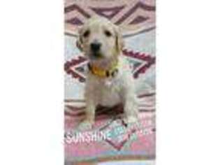 Goldendoodle Puppy for sale in Bloomsburg, PA, USA