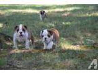 Bulldog Puppy for sale in SNOW CAMP, NC, USA