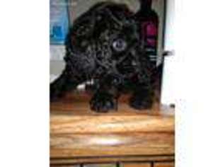 Cavapoo Puppy for sale in Buena Vista, GA, USA