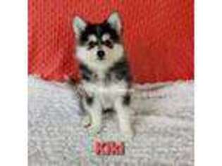 Siberian Husky Puppy for sale in Clio, MI, USA