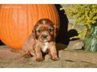 Cavalier King Charles Spaniel Puppy for sale in Russellville, AR, USA