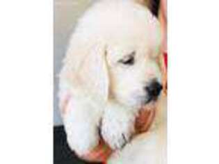 Golden Retriever Puppy for sale in Highland, CA, USA