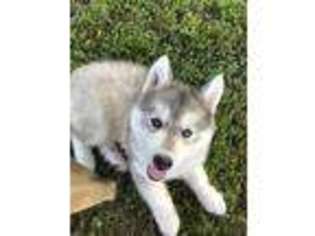 Siberian Husky Puppy for sale in Fort Smith, AR, USA