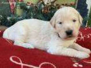 Goldendoodle Puppy for sale in College Station, TX, USA